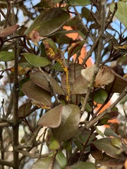 Austropuccinia psidii