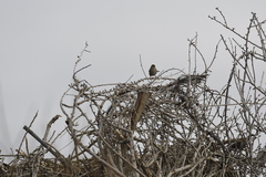 Zonotrichia atricapilla