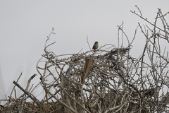 Zonotrichia atricapilla