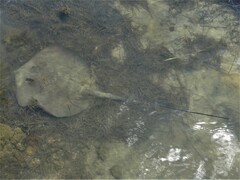 Hemitrygon fluviorum