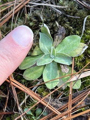 Antennaria virginica