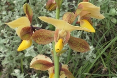 Eulophia streptopetala