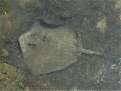 Hemitrygon fluviorum