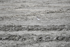 Charadrius vociferus