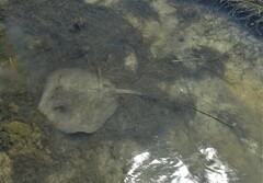 Hemitrygon fluviorum