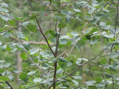 Phylloscopus trochilus