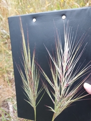 Austrostipa densiflora