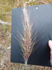 Austrostipa densiflora