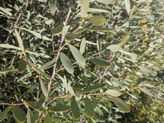 Acacia redolens