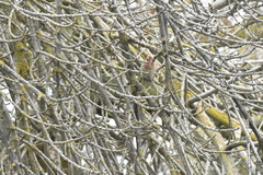 Haemorhous mexicanus