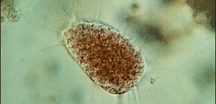 Vampyrella lateritia