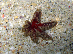 Aquilonastra