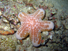 Choriaster granulatus