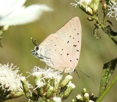 Pseudolycaena damo