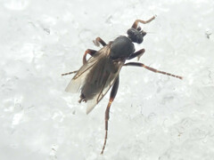 Phorinae