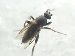 Phorinae