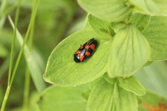Cercopis vulnerata