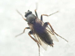Phorinae
