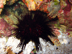 Echinothrix