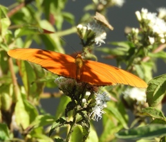 Dryas iulia moderata