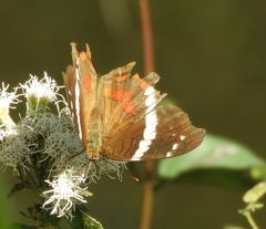 Anartia fatima colima