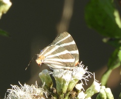 Panthiades bathildis