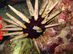 Phyllacanthus imperialis