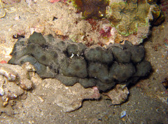 Stichopus