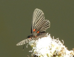 Melanis cephise