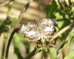 Chiomara georgina