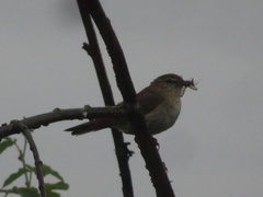 Phylloscopus trochilus