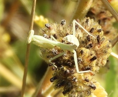 Stagmomantis limbata
