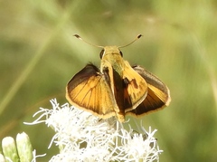 Polites vibex praeceps