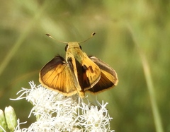 Polites vibex praeceps