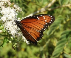 Danaus eresimus