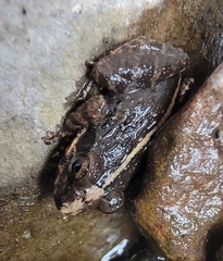 Minervarya syhadrensis