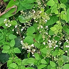 Cardiospermum grandiflorum