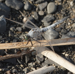 Orthetrum cancellatum