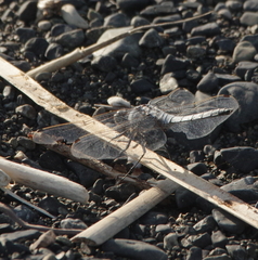 Orthetrum cancellatum