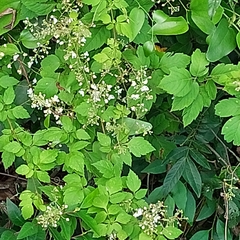 Cardiospermum grandiflorum