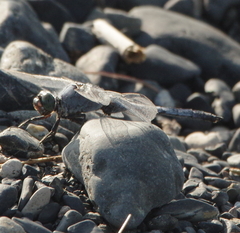 Orthetrum cancellatum