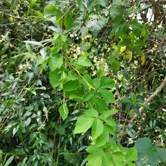 Cardiospermum grandiflorum