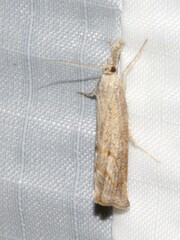 Neodactria luteolellus