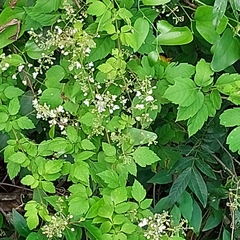 Cardiospermum grandiflorum