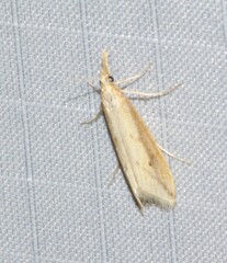 Donacaula melinellus