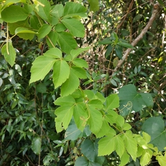 Cardiospermum grandiflorum