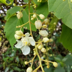 Cardiospermum grandiflorum