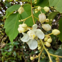 Cardiospermum grandiflorum