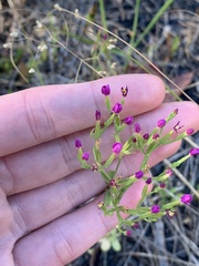 Centaurium tenuiflorum