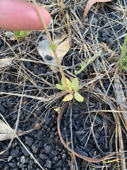 Centaurium tenuiflorum
